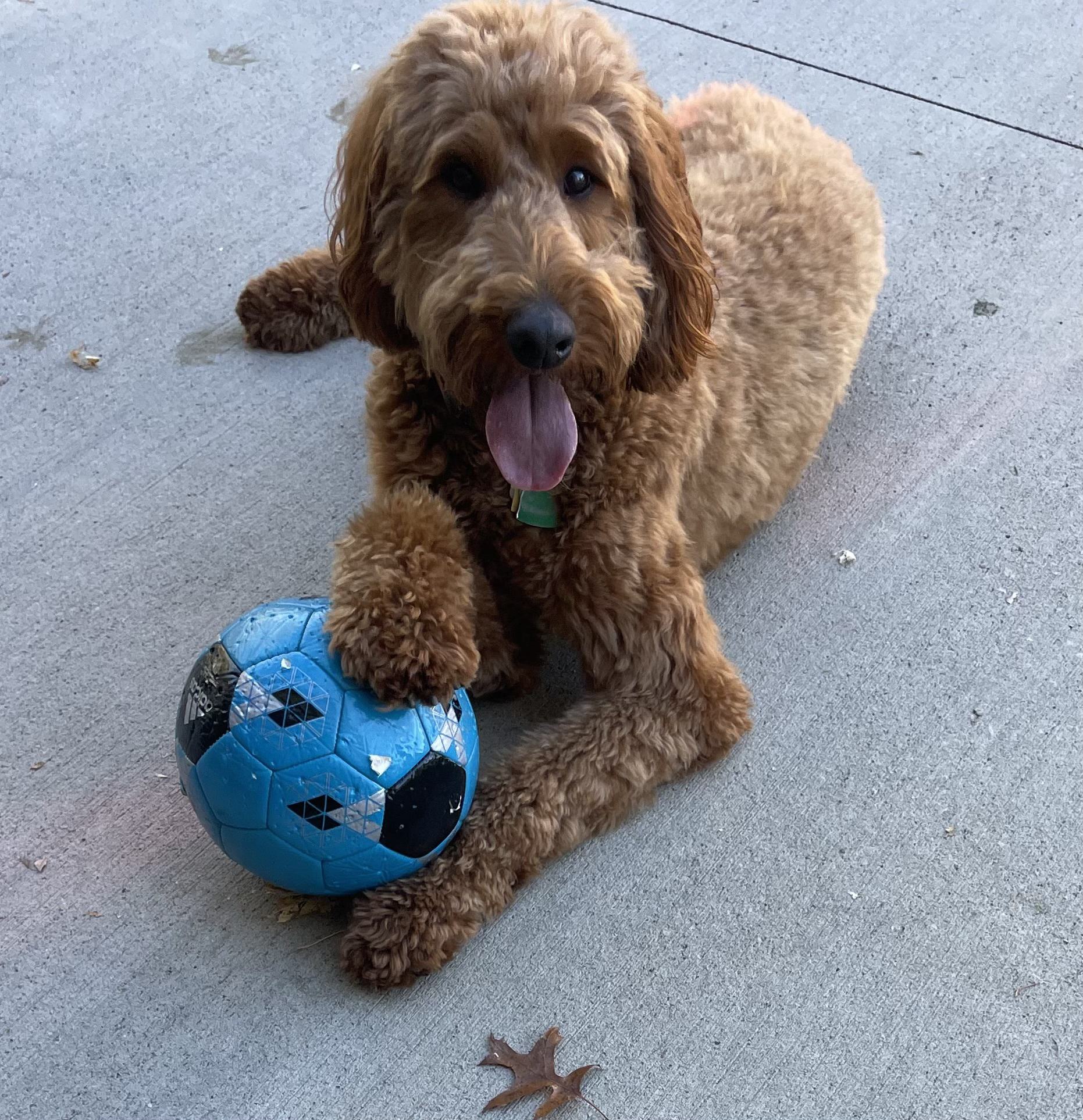 Rachel Scheraga, MD, ATSF Goldendoodle